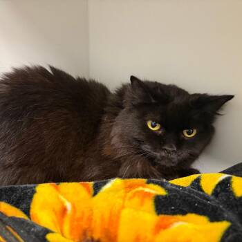 Domestic Long Hair Cats Available for Adoption in Port Richey, Florida - Woody | PetCurious
