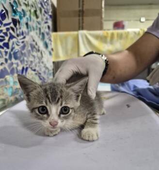 NOODLES -  Domestic Short Hair Cat for Adoption in Pensacola, Florida - NOODLES | PetCurious