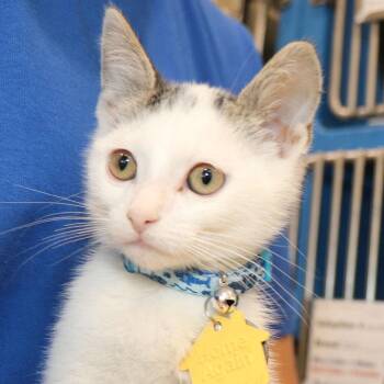 Phil -  Domestic Short Hair Cat for Adoption in Port Washington, New York - Phil | PetCurious