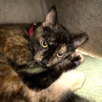 Domestic Short Hair Cats Available for Adoption - Princess | PetCurious
