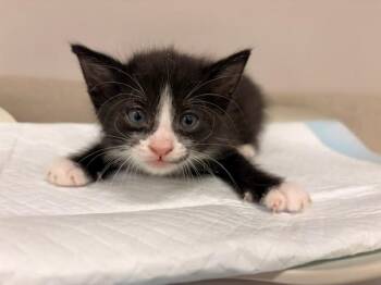 CONURE -  Domestic Short Hair Cat for Adoption in Baytown, Texas - CONURE | PetCurious