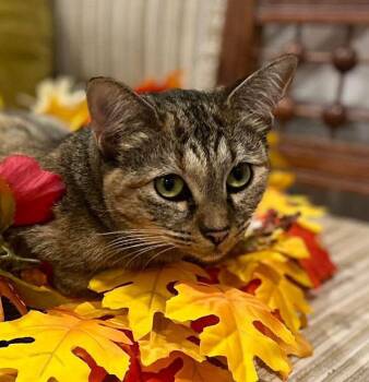Rescue Domestic Short Hair Cats for Adoption in Kansas City, Kansas - Jillian | PetCurious