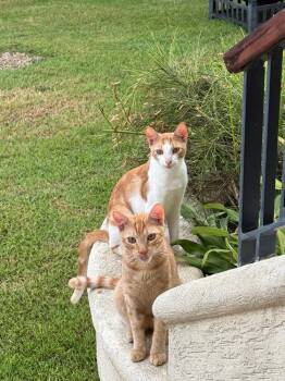 Loufy & Kermit -  American Shorthair Cat for Adoption in New Bedford, Massachusetts - Loufy & Kermit | PetCurious