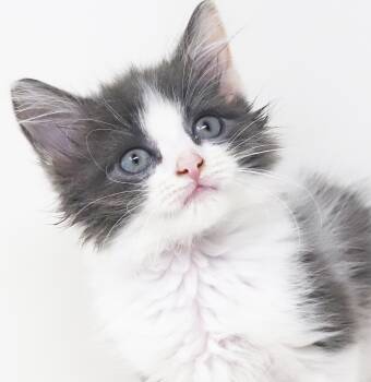 Bruiser and Birdie - bonded kitten purrfecton - READ BIO BEFORE  -  Ragdoll and Turkish Van Cat for Adoption in Bedford Hills, New York - Bruiser And Birdie - Bonded Kitten Purrfecton - READ BIO BEFORE  | PetCurious