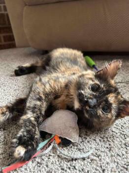 Rescue Domestic Medium Hair Cats for Adoption in Grand Forks, North Dakota - LOVIE | PetCurious