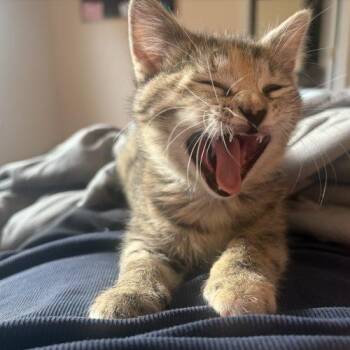 Marlene -  Domestic Medium Hair Cat for Adoption in Fishers, Indiana - Marlene | PetCurious
