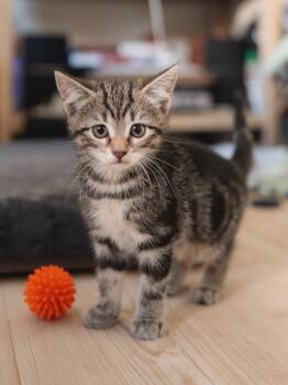 Domestic Short Hair and Tabby Cats Available for Adoption in New York, New York - Felix  | PetCurious
