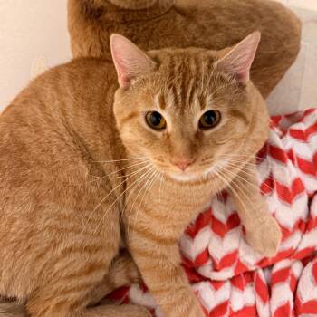 Cheez-It -  Domestic Short Hair Cat for Adoption in Evansville, Indiana - Cheez-It | PetCurious