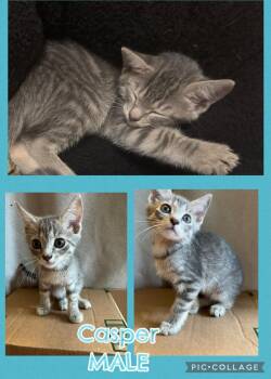 Casper -  Tabby Cat for Adoption in Inez, Kentucky - Casper | PetCurious
