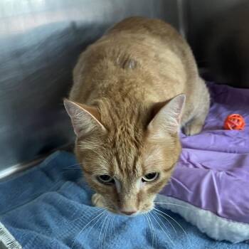 Domestic Short Hair Cats Available for Adoption in Matteson, Illinois - Trifle | PetCurious