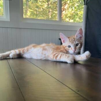 Kovu -  Domestic Short Hair Cat for Adoption in Newport News, Virginia - Kovu | PetCurious