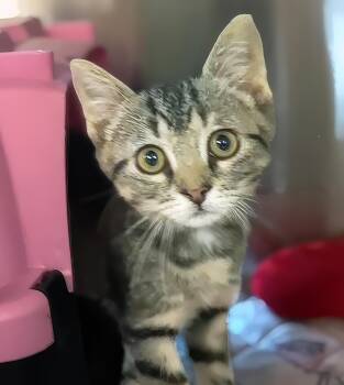 Primrose -  Domestic Short Hair Cat for Adoption in Nashville, Tennessee - Primrose | PetCurious