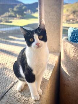 Peep -  Domestic Short Hair Cat Available for Adoption in Los Angeles, California - Peep | PetCurious