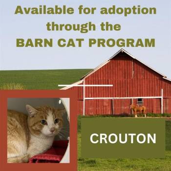 Domestic Short Hair Cats Available for Adoption in Westminster, Maryland - CROUTON BARN CAT | PetCurious