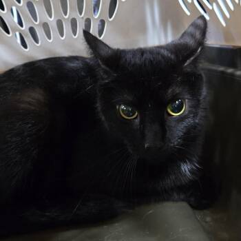Domestic Short Hair Cats Available for Adoption in Newark, New Jersey - Wind | PetCurious