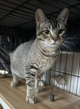 Sheriff Bobbi Beans -  Tabby Cat for Adoption in Anchorage, Alaska - Sheriff Bobbi Beans | PetCurious