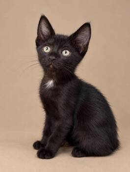BamBam -  Domestic Short Hair Cat for Adoption in Statesboro, Georgia - BamBam | PetCurious