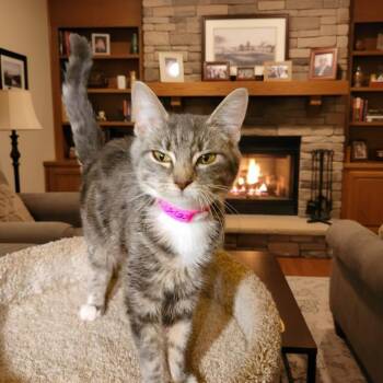 Bengal and Turkish Van Cats Available for Adoption in Oakwood, Georgia - FLEUR DELACOUR - BOUNCY BENGAL BABY! | PetCurious