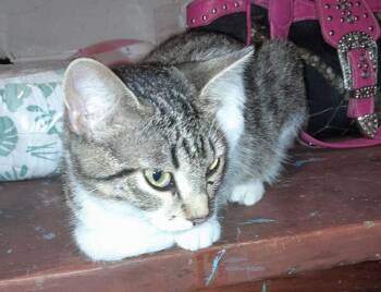 Tuna -  Tabby Cat for Adoption in Partlow, Virginia - Tuna | PetCurious