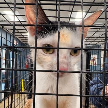 Moona -  Domestic Short Hair Cat for Adoption in Newark, New Jersey - Moona | PetCurious