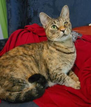 Rescue Domestic Short Hair Cats for Adoption in Ellijay, Georgia - Ruby | PetCurious