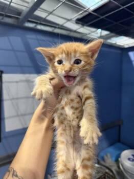 POTTER -  Domestic Short Hair Cat for Adoption in San Bernardino, California - POTTER | PetCurious