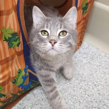 Domestic Short Hair Cats Available for Adoption - Shortcake | PetCurious