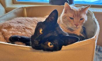 Domestic Short Hair and Tabby Cats Available for Adoption - LUNA & DEWEY #1799 - Offered By Owner - Bonded | PetCurious