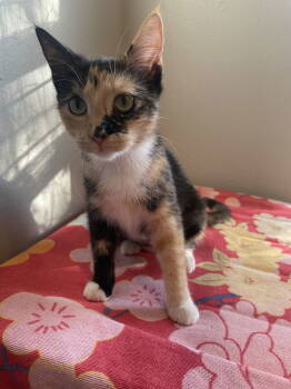 Rescue Domestic Short Hair Cats for Adoption in Rowlett, Texas - Paige | PetCurious