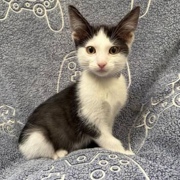 Donnie -  Domestic Short Hair Cat for Adoption in Long Beach, California - Donnie | PetCurious
