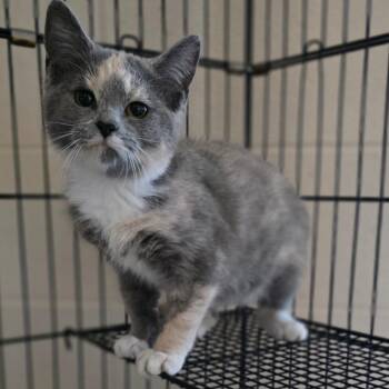 Sweet Paw -  Domestic Short Hair Cat for Adoption in Chatham, Virginia - Sweet Paw | PetCurious