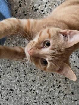 Prince -  Tabby and Domestic Short Hair Cat for Adoption in Minneapolis, Minnesota - Prince | PetCurious