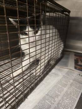 A657530 -  Domestic Short Hair Cat for Adoption in Houston, Texas - A657530 | PetCurious