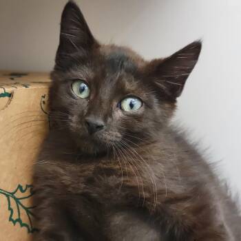 Latte -  Domestic Short Hair Cat for Adoption in Sarasota, Florida - Latte | PetCurious
