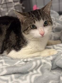 Clyde -  Domestic Short Hair Cat Available for Adoption in St. Cloud, Florida - Clyde | PetCurious