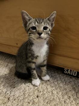 Smokey -  Domestic Short Hair Cat for Adoption in Salisbury, North Carolina - Smokey | PetCurious