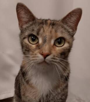 Rescue Calico and Tabby Cats for Adoption in Monroeville, Pennsylvania - Brielle | PetCurious