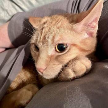 Tabby and Domestic Short Hair Cats Available for Adoption - Merlin | PetCurious