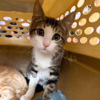 Jughead - BEAR-Stray-15868 -  Domestic Short Hair Cat for Adoption in New Orleans, Louisiana - Jughead - BEAR-Stray-15868 | PetCurious