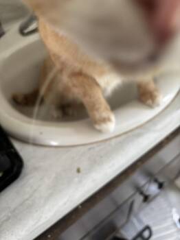 Princess Pepper -  Domestic Short Hair Cat for Adoption in Salisbury, North Carolina - Princess Pepper | PetCurious