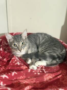 Mickey -  Domestic Short Hair Cat for Adoption in Magnolia, Texas - Mickey | PetCurious