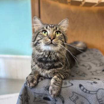 Domestic Medium Hair Cats Available for Adoption in Fargo, North Dakota - Franklin | PetCurious