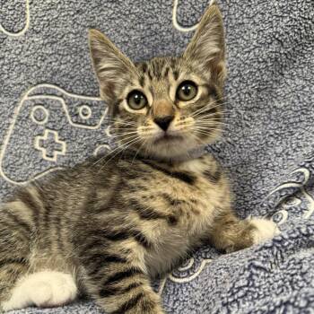 Harry -  Domestic Short Hair Cat for Adoption in Long Beach, California - Harry | PetCurious