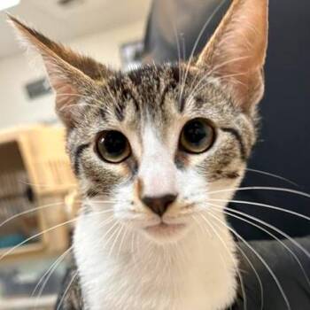 Caesar -  Domestic Short Hair Cat for Adoption in Woodinville, Washington - Caesar | PetCurious