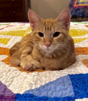 Cheddar -  Domestic Short Hair Cat for Adoption in Columbia, Missouri - Cheddar | PetCurious