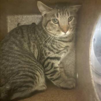 Cactus -  Domestic Short Hair Cat for Adoption in Cheyenne, Wyoming - Cactus | PetCurious