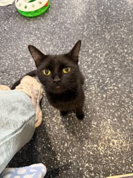 Rescue Domestic Short Hair Cats for Adoption in Waltham, Massachusetts - Ivanna | PetCurious