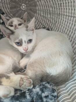 Moe -  Domestic Short Hair Cat for Adoption in Athens, Tennessee - Moe | PetCurious
