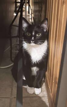 Rescue Domestic Short Hair Cats for Adoption in Emerald Isle, North Carolina - Shoofly | PetCurious