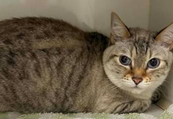 Domestic Short Hair Cats Available for Adoption in Lampasas, Texas - Siam | PetCurious